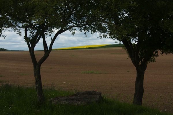 Field with rapeseed