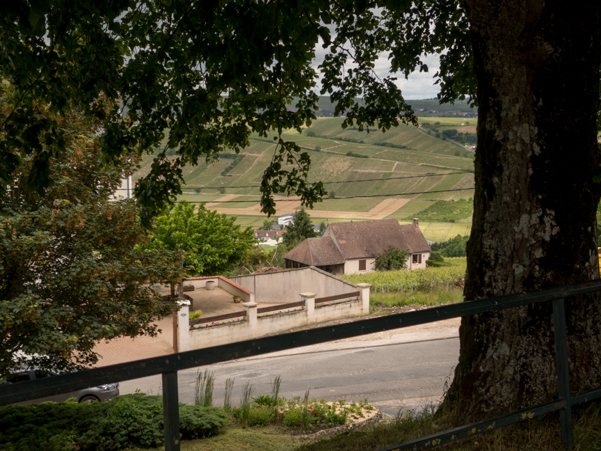 Looking at the hills of grapes from Sancerre.